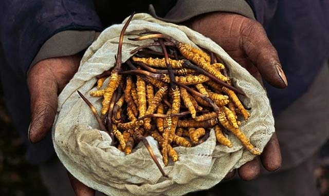 15591095676819.jpg 蟲草圖片.jpg