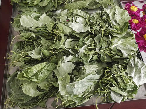 15826055776558.jpg 桑葉的凍干.jpg