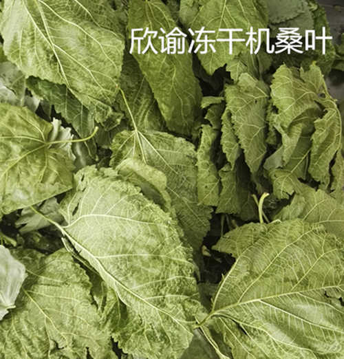 15838904101668.jpg 桑葉凍干機(jī).jpg