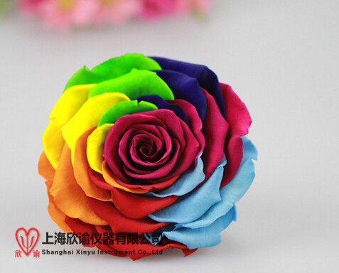 16206096503293.jpg 永生花 (1).jpg